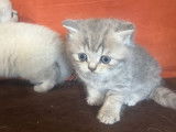 2 chatons mâles British Shorthair LOOF à réserver