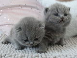 4 mâles British Shorthair chatons LOOF à réserver