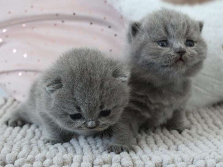 4 mâles British Shorthair chatons LOOF à réserver