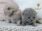 4 mâles British Shorthair chatons LOOF à réserver
