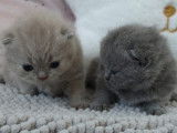 4 mâles British Shorthair chatons LOOF à réserver