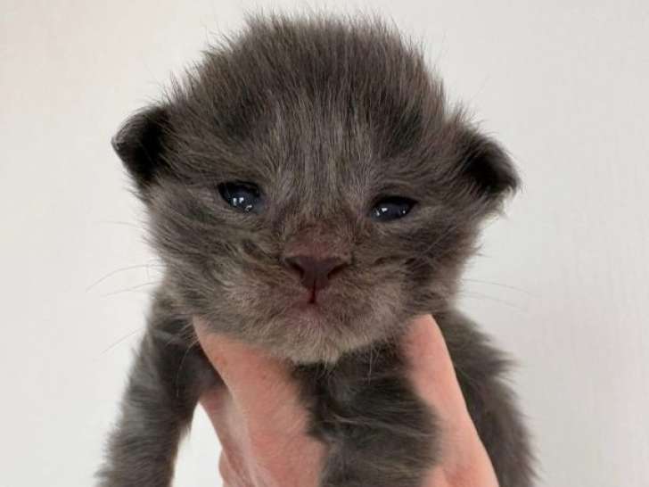 5 mâles Maine Coon blue smoke LOOF disponibles à la réservation