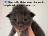 5 mâles Maine Coon blue smoke LOOF disponibles à la réservation