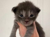 5 mâles Maine Coon blue smoke LOOF disponibles à la réservation