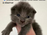 5 mâles Maine Coon blue smoke LOOF disponibles à la réservation