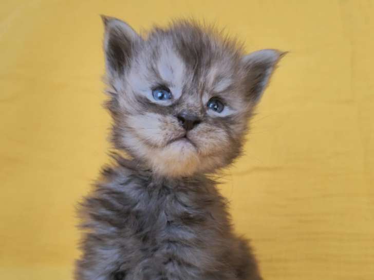 1 mâle Maine Coon black smoke, chaton LOOF, à réserver