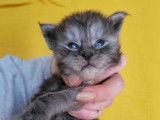 1 mâle Maine Coon black smoke, chaton LOOF, à réserver
