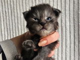 1 mâle Maine Coon black smoke, chaton LOOF, à réserver
