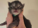 1 mâle Maine Coon black smoke, chaton LOOF, à réserver