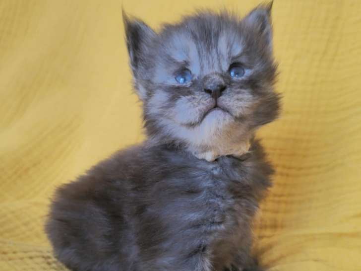 1 mâle Maine Coon black smoke chaton LOOF à réserver