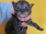 1 mâle Maine Coon black smoke chaton LOOF à réserver