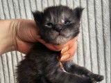 1 mâle Maine Coon black smoke chaton LOOF à réserver