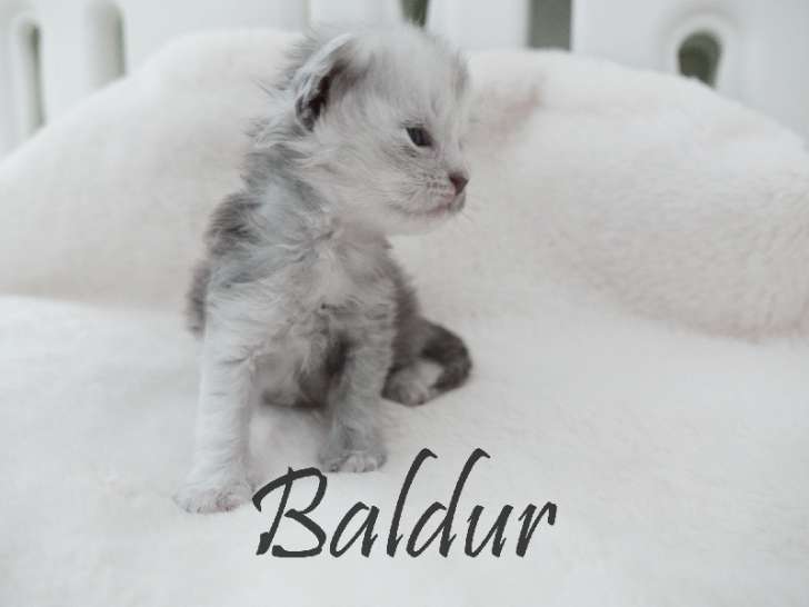 À réserver, 1 chaton mâle Maine Coon baldur blue smoke LOOF