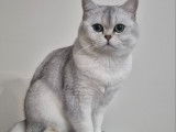 Mâle British Shorthair disponible pour saillie