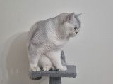 Mâle British Shorthair disponible pour saillie