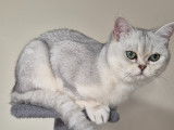 Mâle British Shorthair disponible pour saillie
