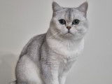 Mâle British Shorthair disponible pour saillie