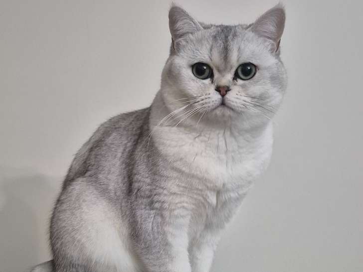 Mâle British Shorthair disponible pour saillie