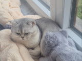 Mâle British Shorthair disponible pour saillie