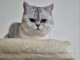 Mâle British Shorthair disponible pour saillie