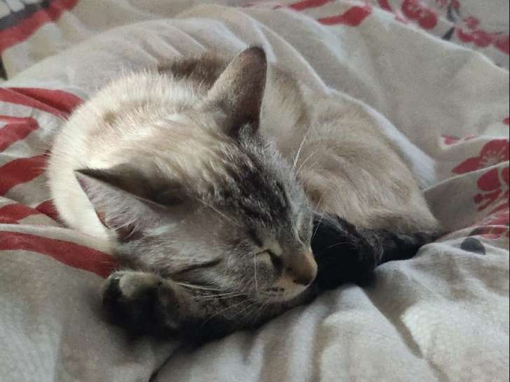 Cherche saillie pour une croisée Siamois