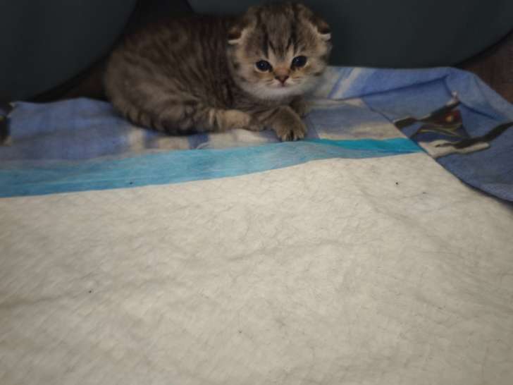 2 chatonnes race Scottish Fold à vendre
