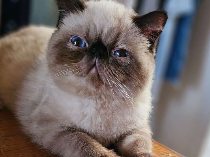 Recherche mâle Persan pour saillie