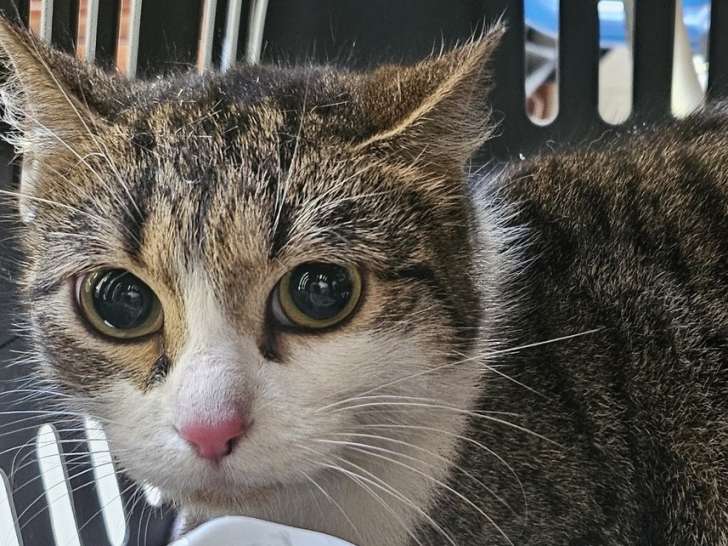 Cahina, chatte à adopter en association