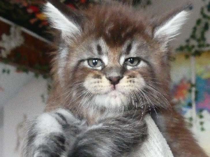 À réserver : 1 mâle Maine Coon black silver ticked, chaton LOOF