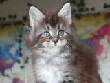 À réserver : 1 mâle Maine Coon black silver ticked, chaton LOOF