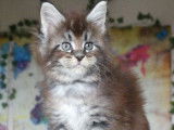 À réserver : 1 mâle Maine Coon black silver ticked, chaton LOOF