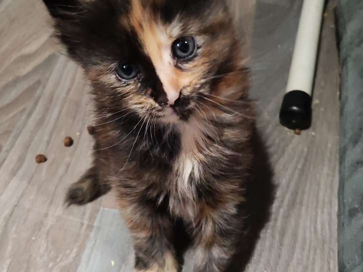 Chatons de race Maine Coon à vendre (2 femelles)