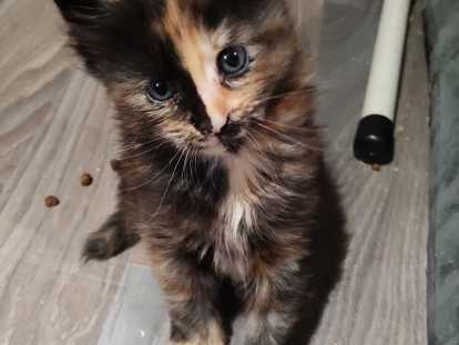 Chatons de race Maine Coon à vendre (2 femelles)