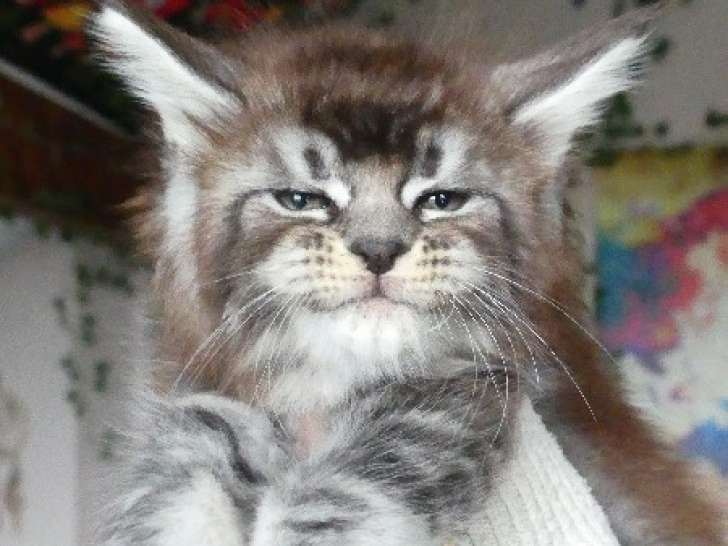 1 femelle Maine Coon black silver ticked, chaton LOOF disponible à la réservation