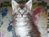 1 femelle Maine Coon black silver ticked, chaton LOOF disponible à la réservation