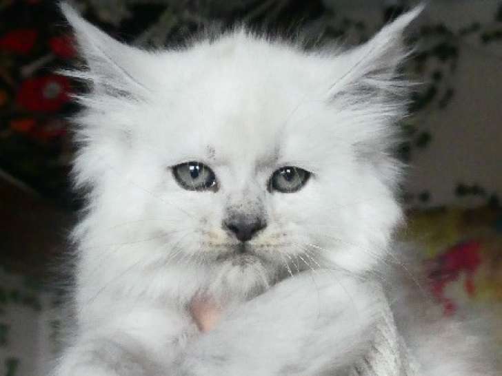 Chaton mâle Maine Coon black smoke LOOF à réserver
