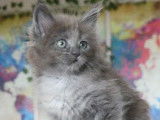 Réservation : 1 femelle Maine Coon bleu smoke LOOF