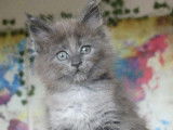Réservation : 1 femelle Maine Coon bleu smoke LOOF