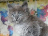 Réservation : 1 femelle Maine Coon bleu smoke LOOF