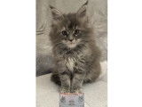 Chatonne Maine Coon LOOF à vendre