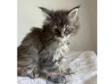 Chatonne Maine Coon LOOF à vendre
