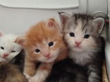 Chatons Maine Coon LOOF à vendre