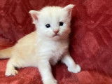 Chatons Maine Coon LOOF à vendre
