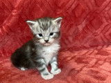 Chatons Maine Coon LOOF à vendre