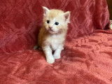 Chatons Maine Coon LOOF à vendre