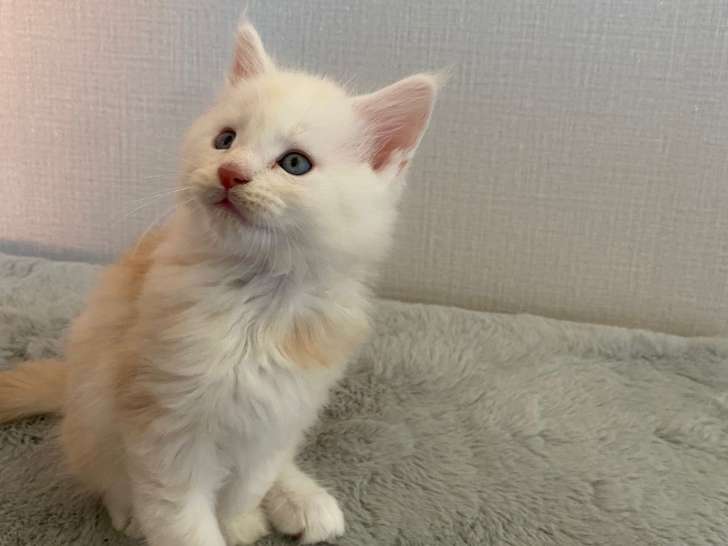 Chatons Maine Coon LOOF à vendre