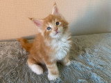 Chatons Maine Coon LOOF à vendre