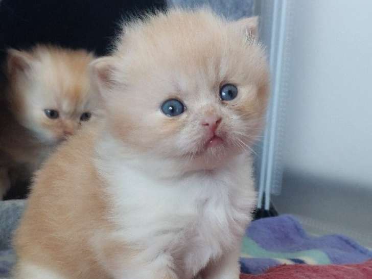 1 Mâle British Shorthair crème smoke et blanc LOOF Réservation