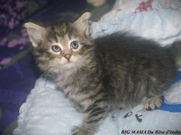 1 Femelle Norvégien brown silver mackerel tabby LOOF Réservation