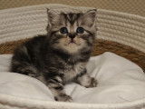 Chatonne Scottish Straight black silver tabby blotched avec pedigree à vendre